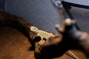 The Bearded Dragon is a fascinating creature in its desert habitat, showcasing vibrant colors