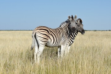Steppenzebras (Equus quagga) im Etoscha Nationalpark in Namibia