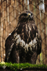 A hawk spreads slightly its wings while perched on a grassy wooden beam.