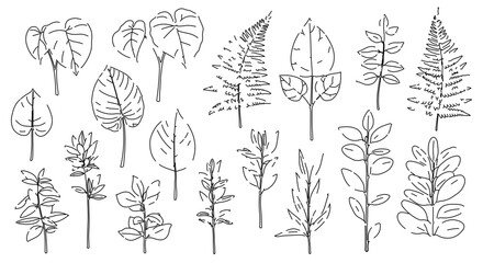 Various leaf sketches, a botanical collection for nature and plant illustration