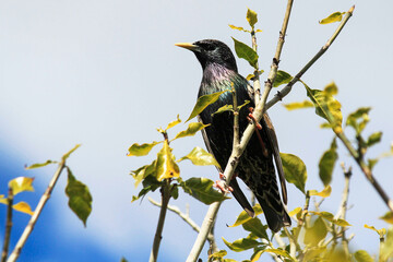 Australian Common Starling (Sturnus vulgaris) perched on a branch
