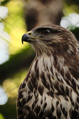 A close-up of a hawks face, showing sharp eyes and detailed plumage.