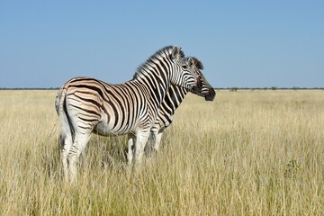 Steppenzebras (Equus quagga) im Etoscha Nationalpark in Namibia