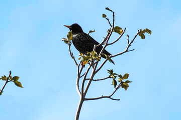 Australian Common Starling (Sturnus vulgaris) perched on a branch