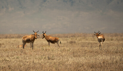 Group of topi antelopes standing on dry grassland in Ngorongoro Crater, Tanzania.