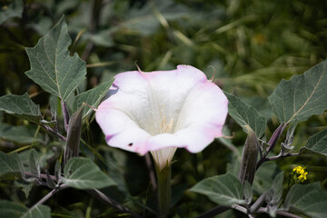 pink and white flower