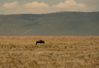 Fototapeta premium Lone wildebeest standing in golden grassland with lush green crater walls in the background in Ngorongoro Crater, Tanzania.