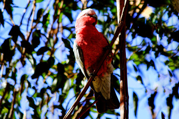 Australian Galah (Eolophus roseicapilla) perched on a branch