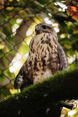 A hawk perches on a branch in an aviary, with green leaves blurred in background.
