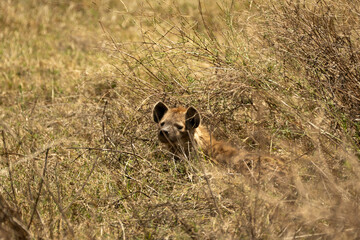Spotted hyena lying low in dry grass in Ngorongoro Crater, Tanzania.
