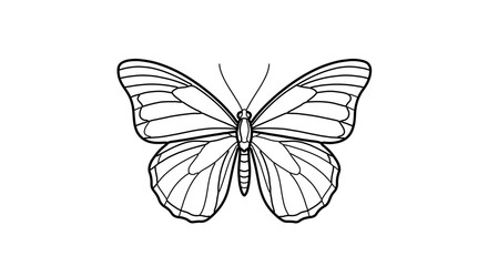 Illustration of a butterfly a beautiful insect with delicate wings and antennae