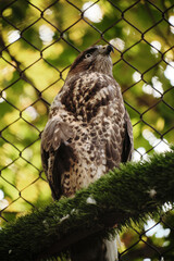 A hawk perches on a branch in an aviary, with green leaves blurred in background.