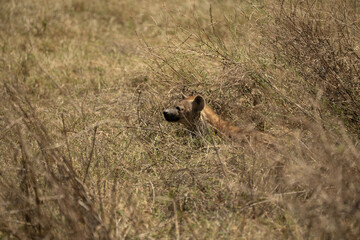Spotted hyena lying low in dry grass in Ngorongoro Crater, Tanzania.