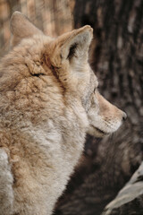 Side view of a wolf looking away, showing its thick fur and pointed ears.