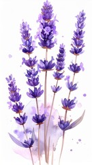 Naklejka premium Watercolor Illustration of Lavender Flowers with Purple Blossoms on White Background