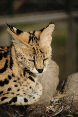 A serval cat resting calmly on a log in Belgrade zoo.