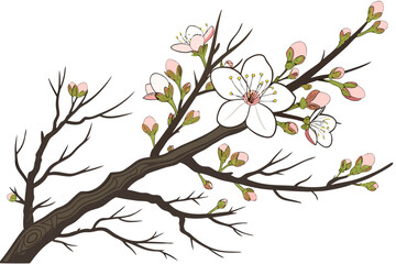 Early spring tree branch with blossoms and buds delicate floral vector illustration