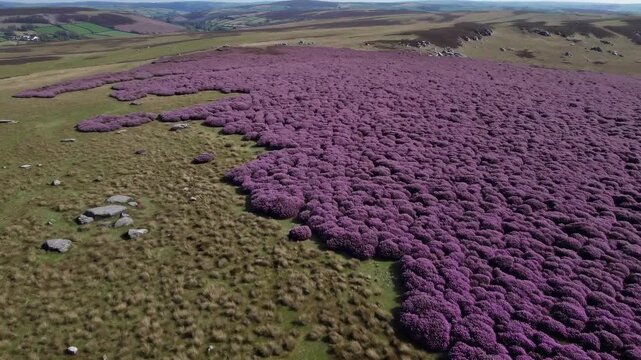Purple heather covers the field as the heather spreads across the landscape. The heather contrasts the green grass while the field stretches under the open sky.