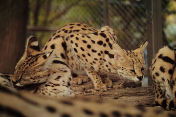 Group of serval cats resting together on wooden logs inside Belgrade zoo enclosure.