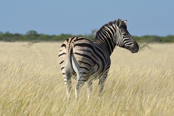 Steppenzebra (Equus quagga) im Etoscha Nationalpark in Namibia