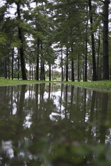 Parco cittadino con uccelli