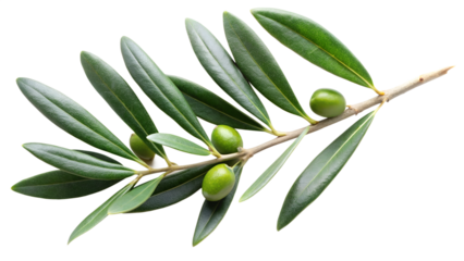 Olive branch with green olives isolated on transparent background, representing peace, abundance, and the rich flavors of mediterranean cuisine