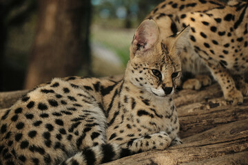 Group of serval cats resting together on wooden logs inside Belgrade zoo enclosure.