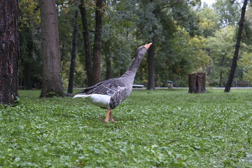 Parco cittadino con uccelli