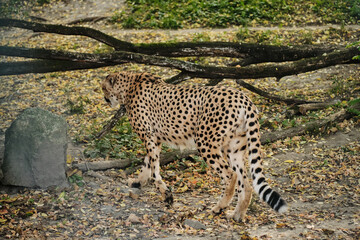 Cheetah walking away in Belgrade Zoo enclosure surrounded by autumn leaves.