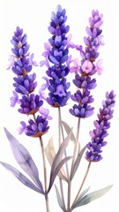 Naklejka premium Watercolor Lavender Sprigs with Purple and Gray Leaves on White Background
