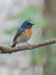 Obraz premium Blue Flycatcher