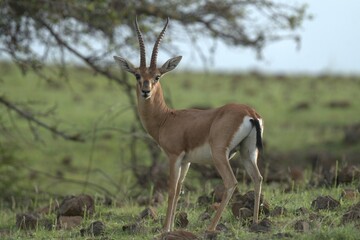 BLACKBUCK