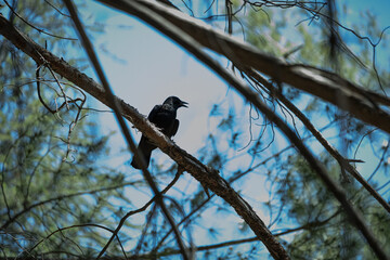 crow on a branch