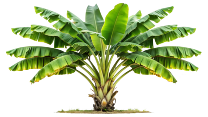 Lush banana tree with vibrant green leaves isolated on transparent background, a tropical delight showcasing natures beauty and abundance in detail