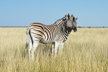 Steppenzebras (Equus quagga) im Etoscha Nationalpark in Namibia