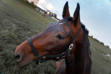 Fototapeta premium Close up portrait of brown horse with halter standing on pasture field at countryside farm during sunset, rural lifestyle and equestrian animal concept