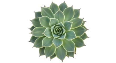 Top view of a green succulent plant with symmetrical petals isolated on a transparent background