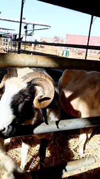 Domestic Sheep on a Farm with Human Interaction