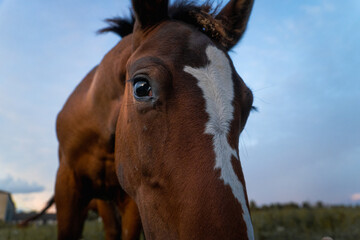 Obraz premium Close up portrait of horse eye and face with white blaze, equestrian animal detail symbolizing trust, connection, countryside lifestyle and rural nature
