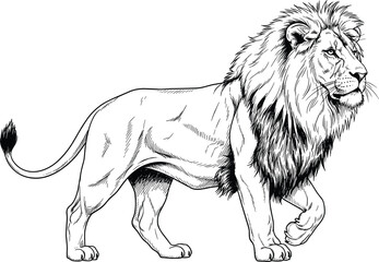 Lion illustration, black and white animal drawing, realistic wildlife sketch, walking lion vector, majestic mane art, nature anatomy reference © Jisan World