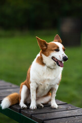 A funny red dog sits on a dog training bridge at a training ground