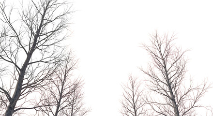 Bare Tree Branches with Frost and Pink Hues on Black