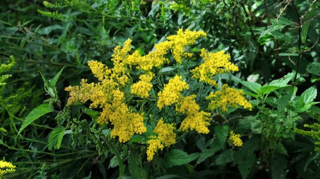 The Canadian goldenrod has taken over the field and displaced all other plants. Yellow flowers in bloom. Invasive species. Solidago gigantea. Ecosystem disruption. Environmental problem. 4K footage.