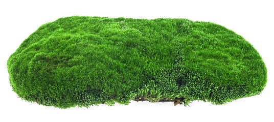 Piece of green moss isolated on a white background. Mossy hill. Forest moss.