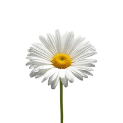 White daisy flower isolated on transparent background