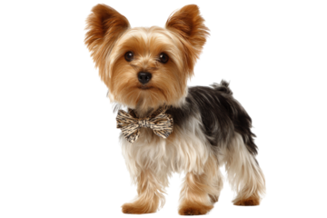 Adorable Yorkshire Terrier puppy wearing a stylish bow tie, standing against a transparent background. background removed