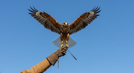 Majestic hawk spreads wings for flight, poised on falconer's glove against clear blue sky