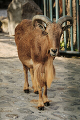 Barbary sheep Aoudad standing on stone ground in Belgrade Zoo, looking directly at the camera with curved horns and long beard.