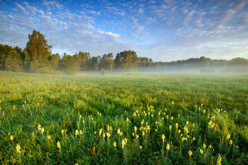 Misty summer morning over the forest glade