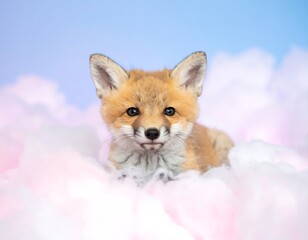 Obraz premium Adorable fox kit resting in a cloud of pink cotton candy